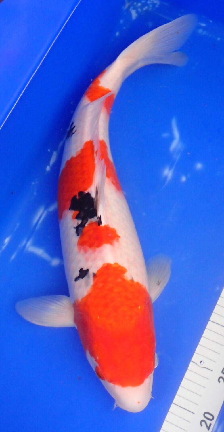 Breeder - Sakuma. Sanke ( 3-Step ). 54 - 55cm.