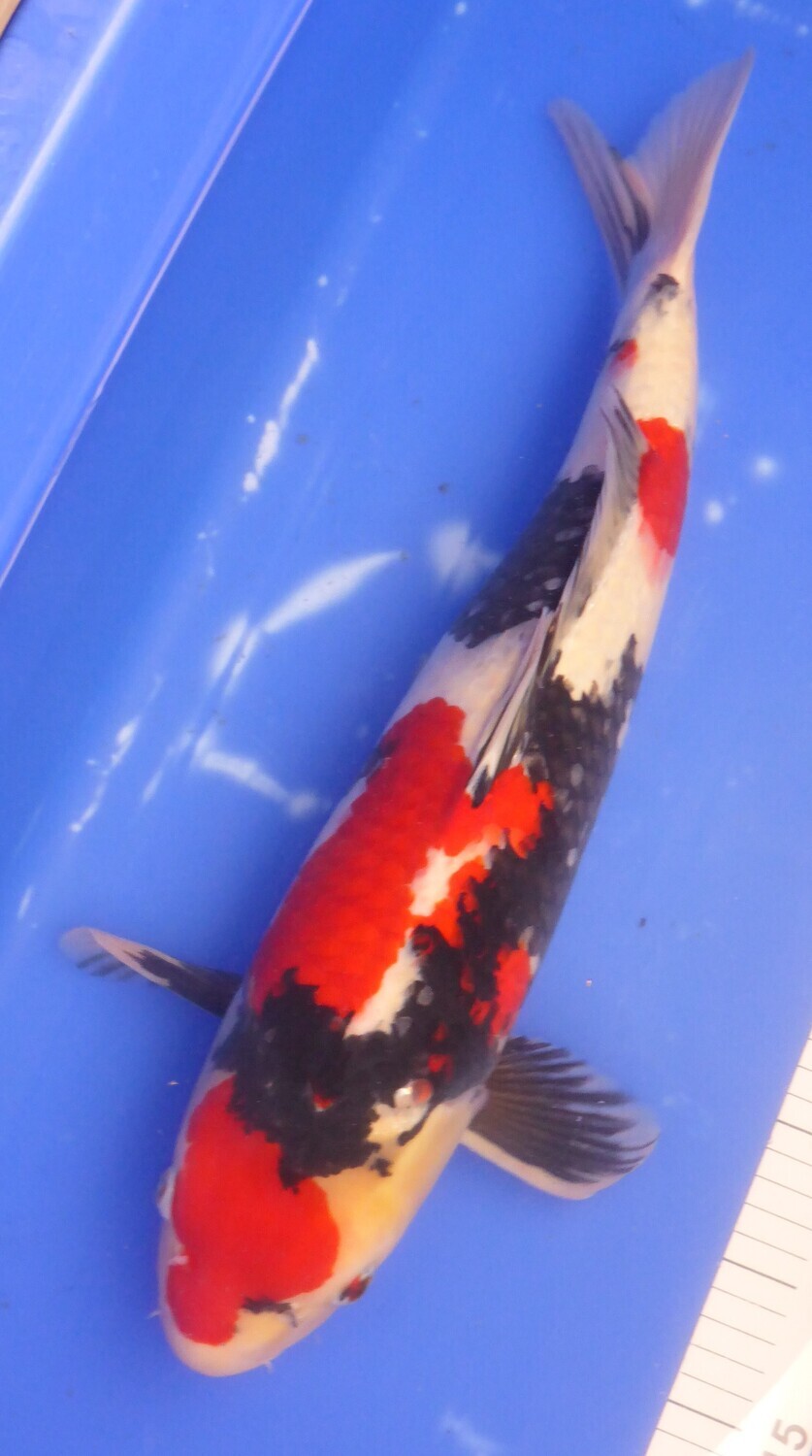 Breeder - Sakuma. Showa . 53 - 54cm.SALE. Reduced.