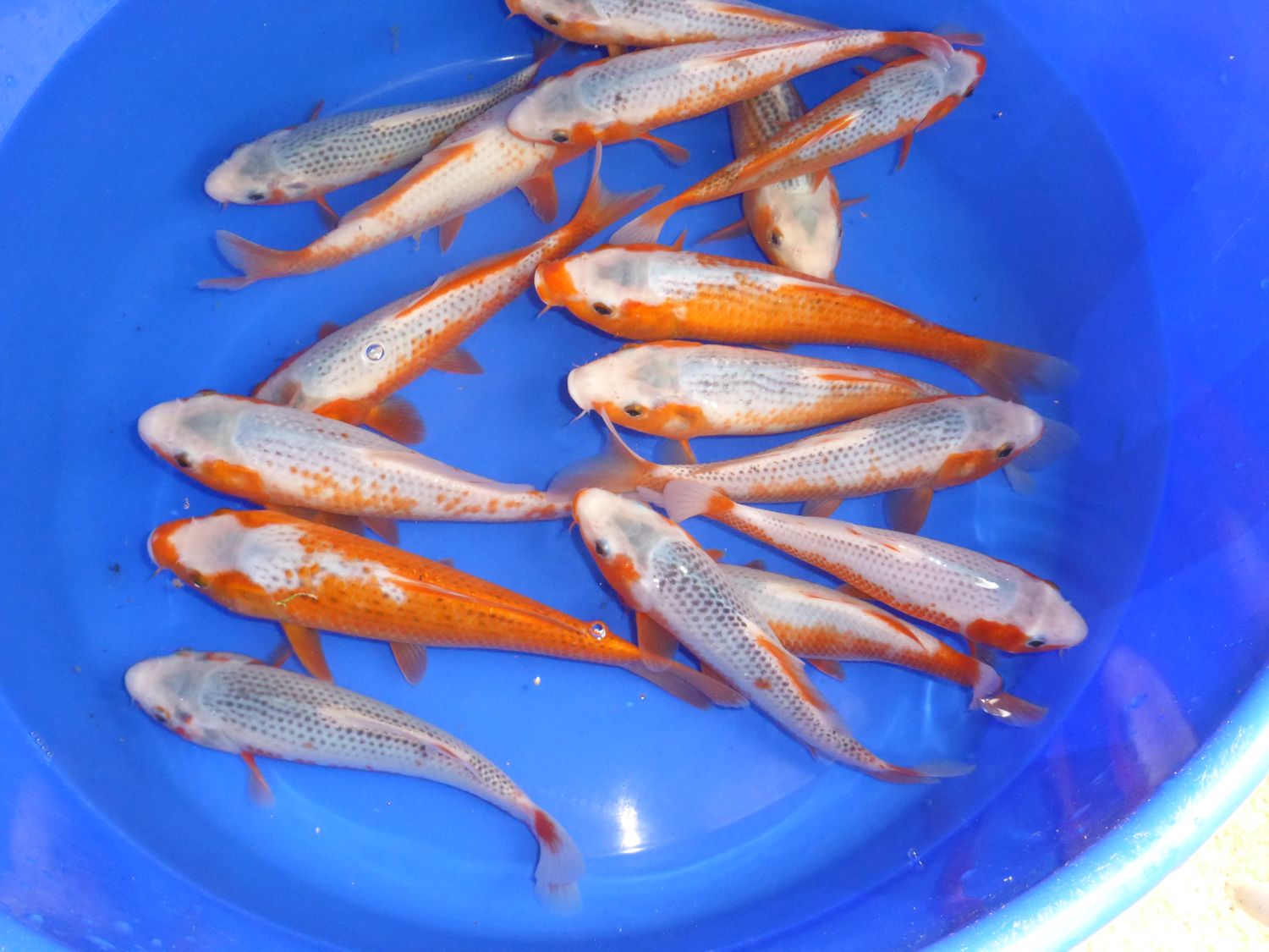 Breeder - Wada San.Tatishita Jumbo Tosai Asagi. 20 - 26cm. £70 - £85 Each.VERY FEW LEFT.