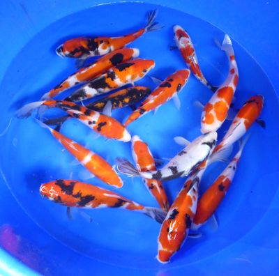 Breeder - Sakuma. High Quality Mix. 20 - 25cm. From £45 Each.SALE Price.