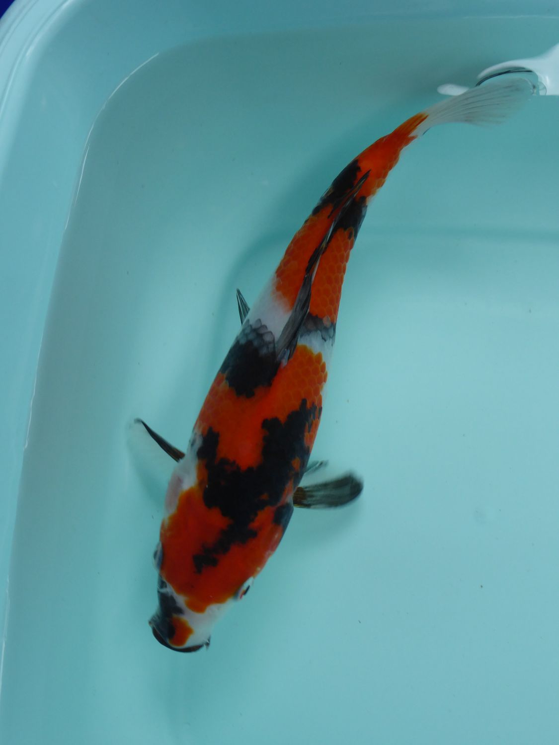 Breeder - Sakuma. HQ Showa. 22 - 23cm.Reserved Mr C.