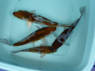 Breeder - Kase. Doitsu Ochiba. 15 - 18cm.£55 Each