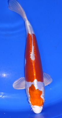 Breeder - Yagenji. High Quality.Two Step Kikusui. 22 - 23cm.
