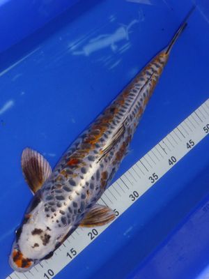 Breeder Ozumi. Aragoke Beni Kikokuryu. Rare koi.55 - 56cm.Special Offer