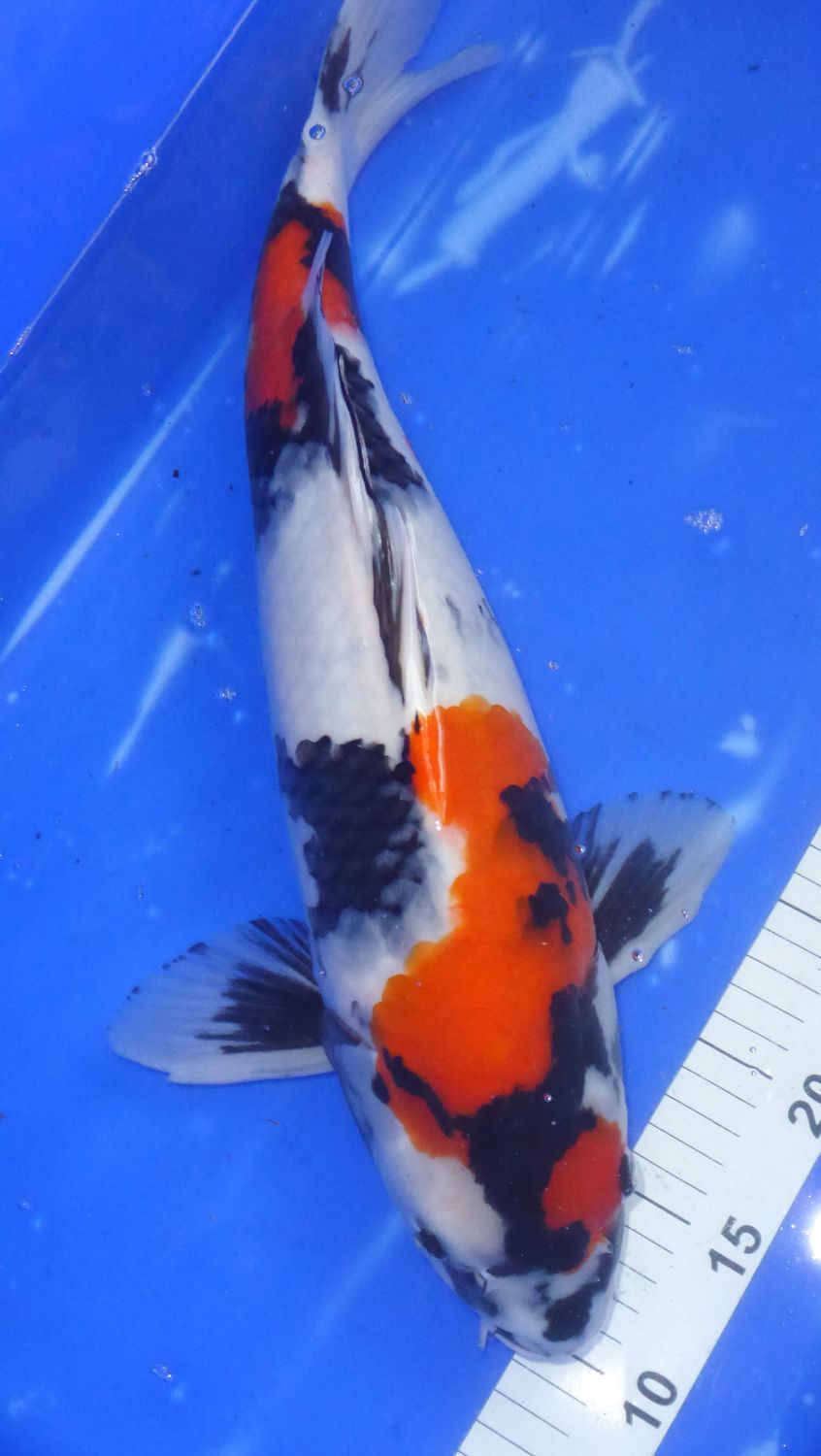 Breeder - Sakuma . Kindai Showa.49 - 51cm. SALE Price
