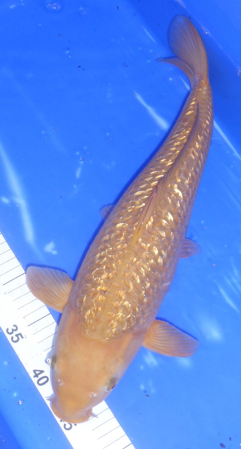 Gin Rin Chagoi .Breeder - Murahiro. 45 -46cm. SALE Price