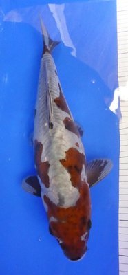 Breeder - Yoshikigoi. Diotsu Ochiba. 42 - 43cm Breeder - Yoshikigoi. Diotsu Ochiba. 42 - 43cm