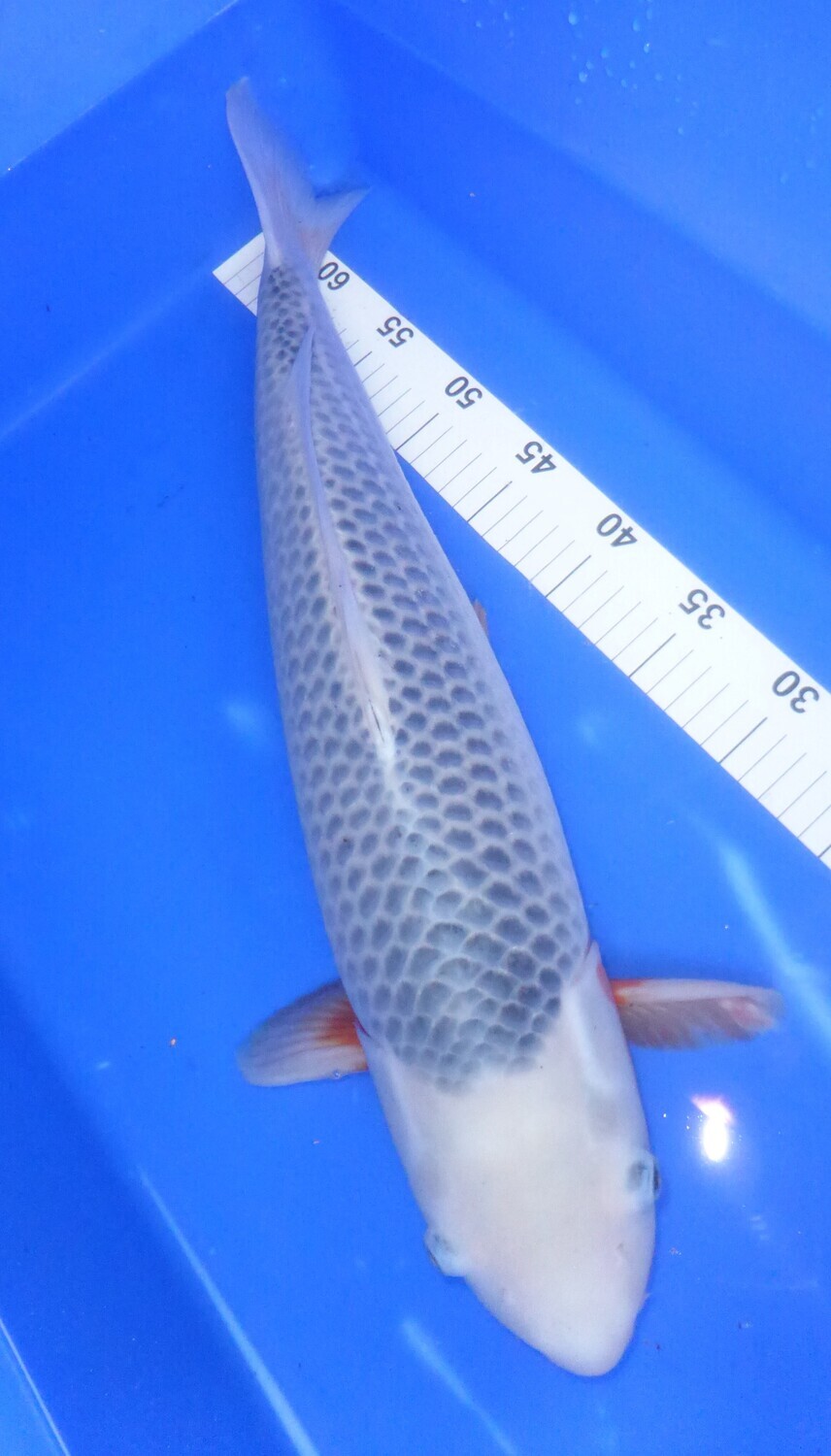 Breeder - Wada San.Asagi. 55 - 56cm. SOLD