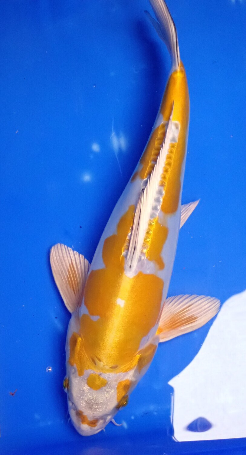 Breeder - Sakuma San.Doitsu Kogane Ochiba. 35 - 36cm.SOLD