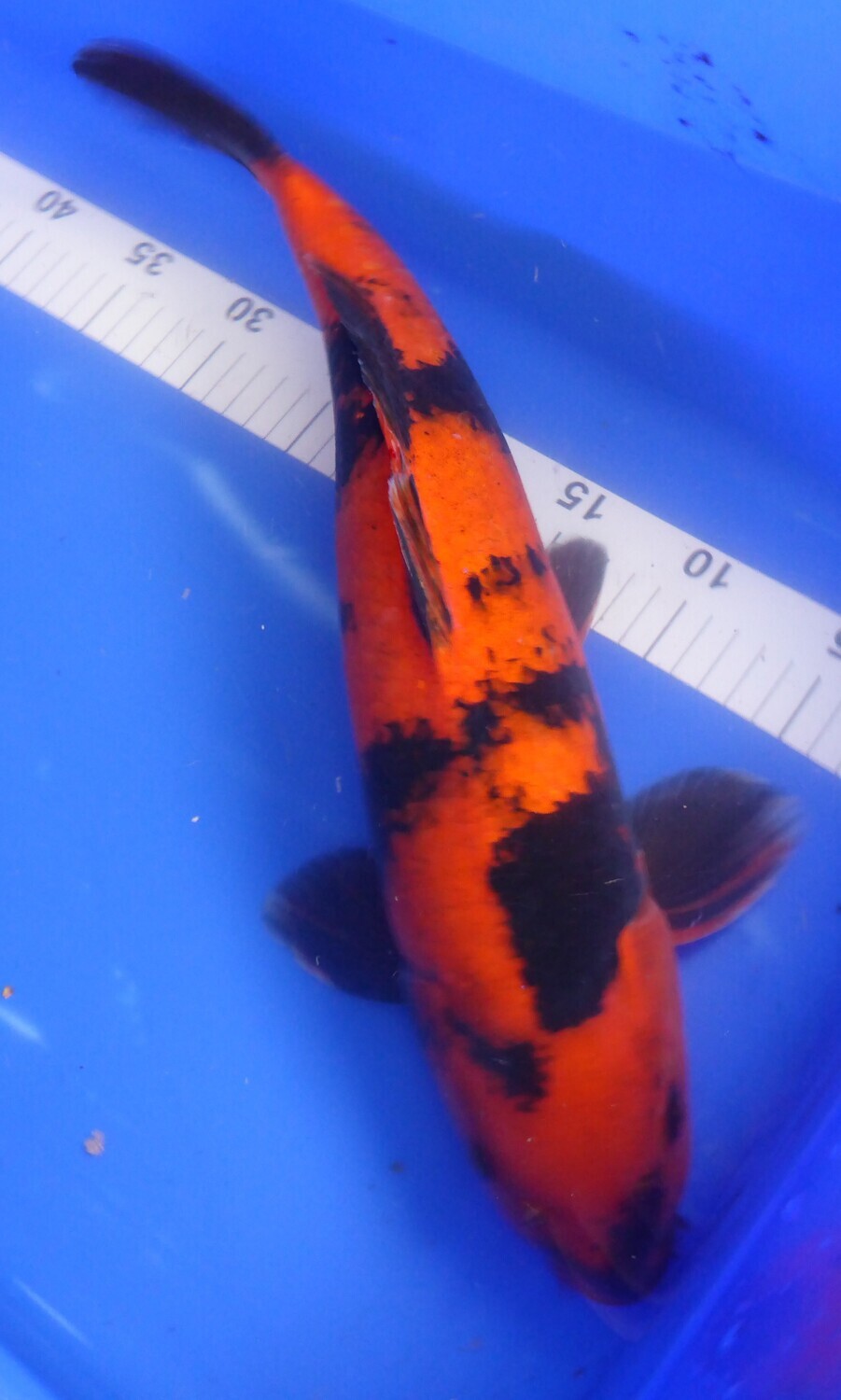 Breeder - Shinoda. Hi Utsuri. 38- 40cm.SUMMER SALE.