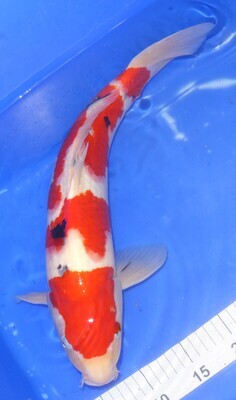 Breeder - Sakuma.Tsubo zumi Sanke. 49 - 50cm.REDUCED in SUMMER SALE