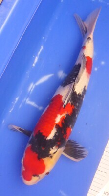 Breeder - Sakuma. Showa . 53 - 54cm.SUMMER SALE.