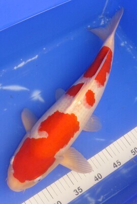 Breeder - Sakuma.High Grade Kohaku. 49 - 50cm. SOLD