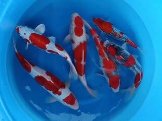 Breeder Kanno. 35 - 38cm mix. Kikusui, Koromo,Goshiki &amp; Gin Rin Goshiki. £375 - £395 Each