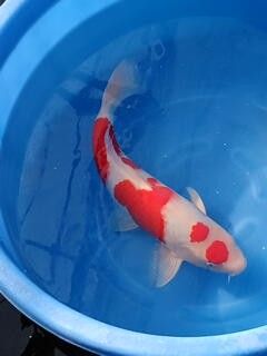 Breeder - Sakuma. Marutan Kohaku. 55cm