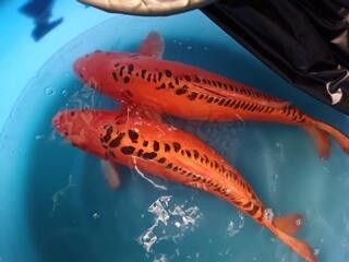 Breeder - Hirasawa. Mizuho Ogons . 60 & 64cm. P.O.A