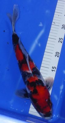 Breeder - Kanno. Hi Showa . 34 - 35cm. £175 . Great value, Super Quality.