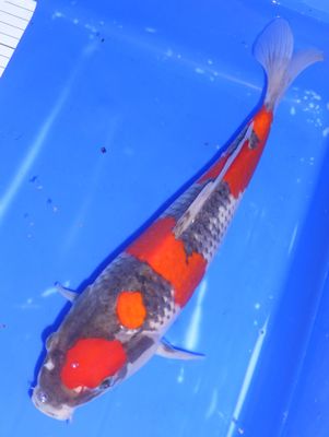 Breeder - Kanno. Marutan Goshiki. 35 - 36cm