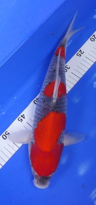 Breeder - Kanno. Three Step Goshiki. 37 - 38cm