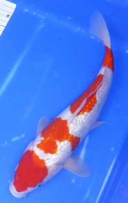 Breeder - Ozumi. Gin Rin Goshiki. 36 - 37cm