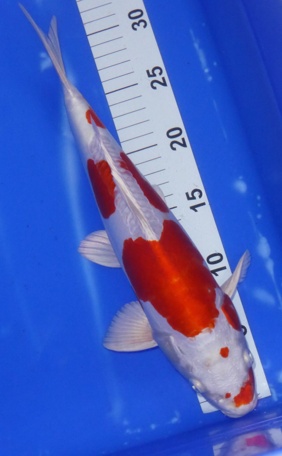 Brreder - Kanno . Kikusui. 34 - 35cm