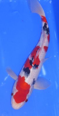 Breeder - Sakuma. Sanke. 34 - 35cm. Super Value At £175.