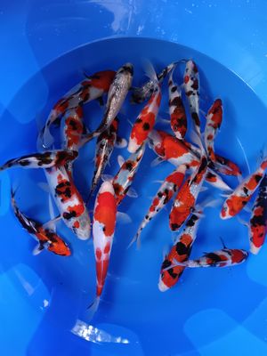 Breeder - Sakuma. High Grade Tosai Mix. 14 - 22cm. From £55 Each