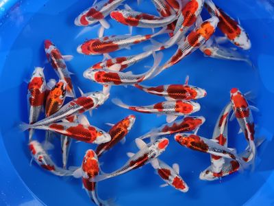 High Grade Tosai. Kujaku.16 - 22cm From £45 Each.