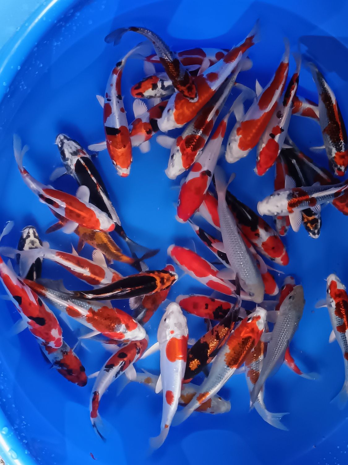 Breeder - Kase. High Class Tosai mix. 14 - 17cm. From £40 Each