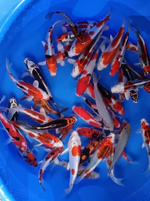 Breeder - Kase. High Class Tosai mix. 14 - 17cm. From £40 Each