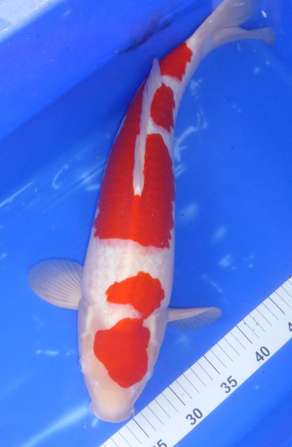 Breeder - Sakuma.Show Grade Kohaku.55 -56cm.