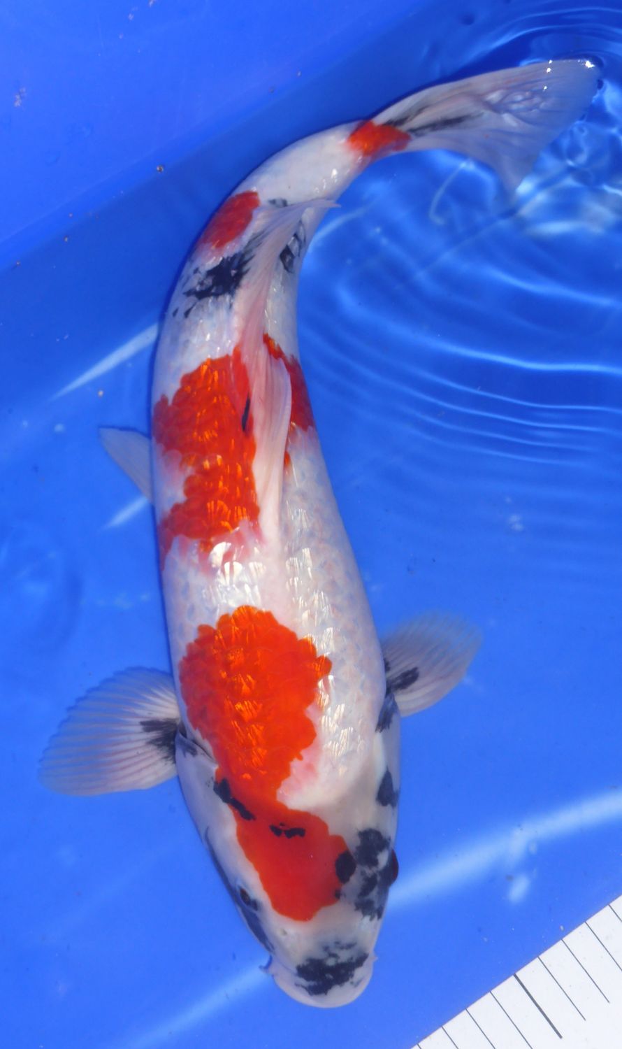 Breeder - Sakuma. Gin Rin Kindai Showa. 41- 43cm