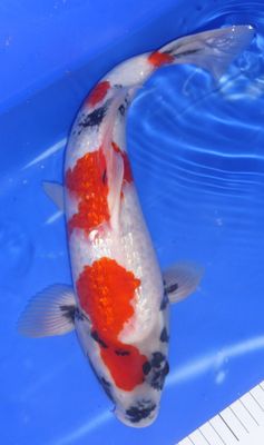 Breeder - Sakuma. Gin Rin Kindai Showa. 41- 43cm