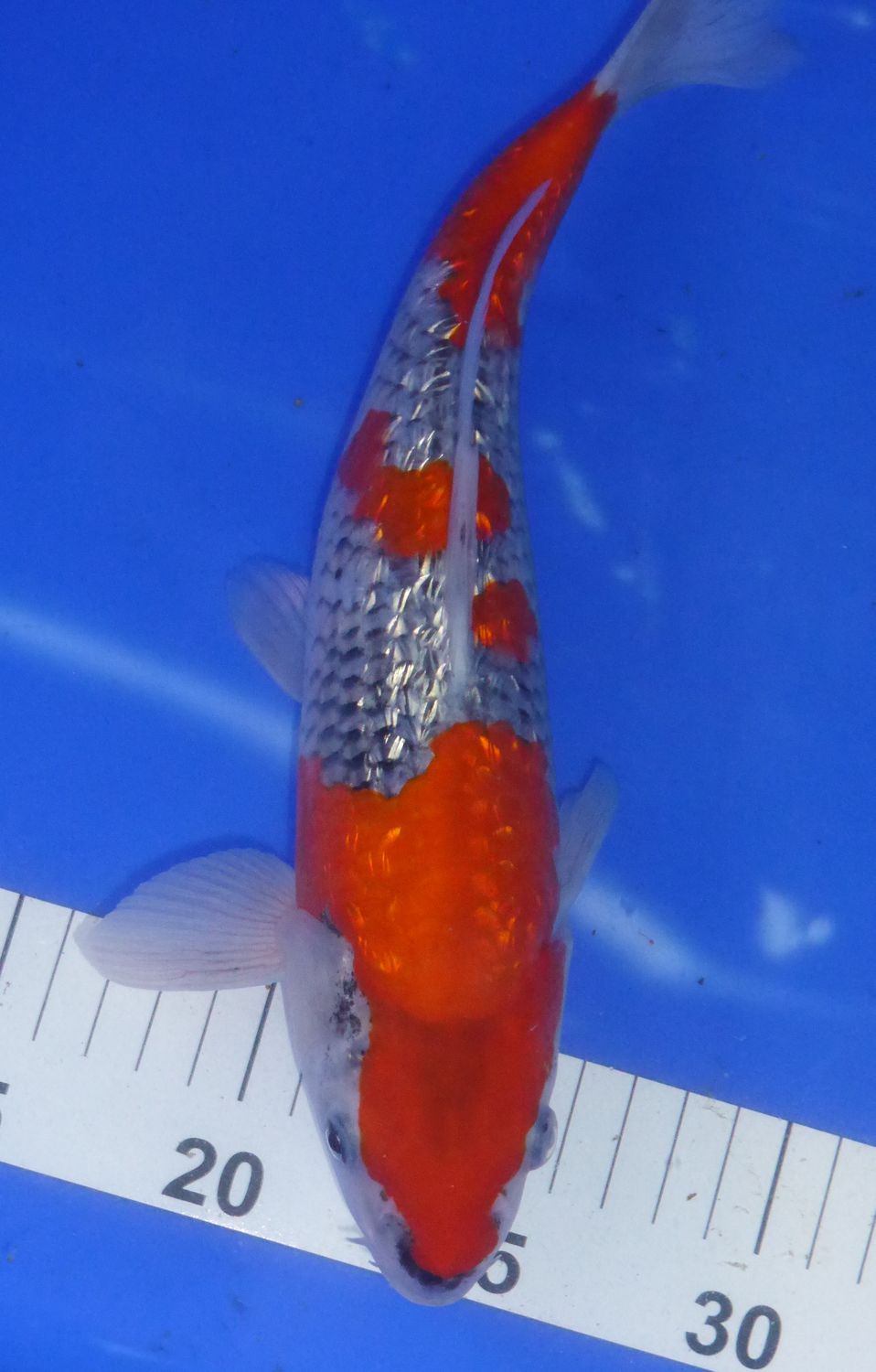 Breeder - Kanno. Gin Rin Goshiki. 27 - 29cm