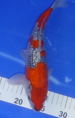 Breeder - Kanno. Gin Rin Goshiki. 27 - 29cm