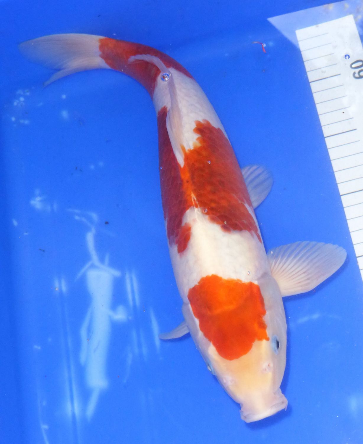 Breeder - Kanno. Ai Goromo. 40cm.SUMMER SALE