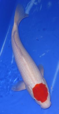 Breeder - Sakuma. Tancho Kohaku. 38 - 39cm