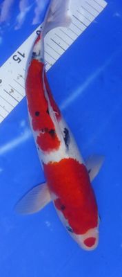 Breeder - Kanno . Kuchibeni Sanke. 35 - 36cm