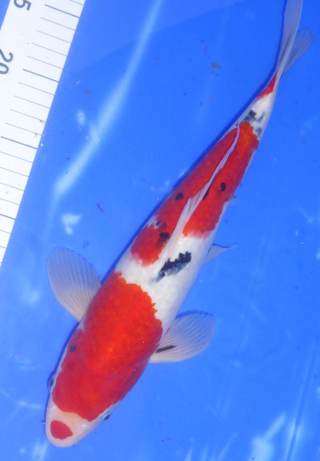 Breeder - Kanno. Kuchibeni Sanke. 35 - 36cm. SUMMER SALE