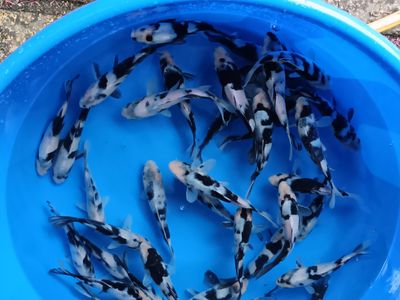 Breeder - Yagenji. Tosai Shiro Utsuri. 14 - 18cm. 50 off. £45 each. Or 2 For £85