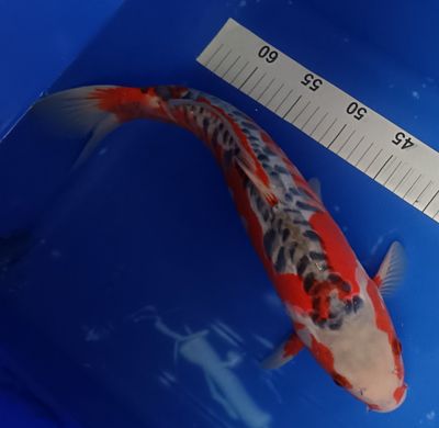 Breeder - Ozumi. Hana Shusui.38 - 40cm