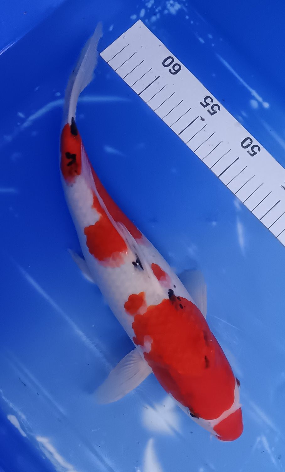 Breeder - Kanno. Sanke. 34 - 36cm