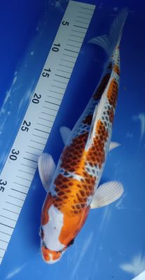 Breeder - Ozumi. Kujaku. 37 - 38cm