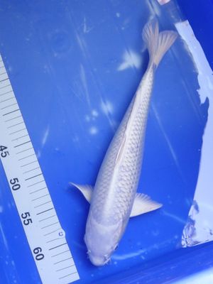 Breeder - Yamazaki. Platinum Ogons. 34 - 36cm ( 3 off )
