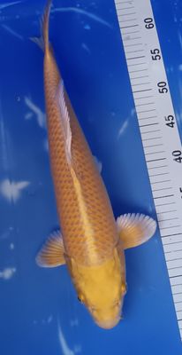 Breeder - Yamazaki. Yamabuki Ogon.40 - 42cm