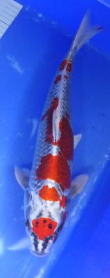 Breeder - Sakuma.Marutan Beni Ginga / Kujaku. 42 - 43cm