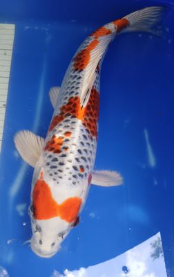 Breeder - Ozumi. Kujaku. 43 - 43cm