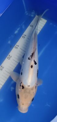 Breeder - Kanno. Kumonryu. 35 - 36cm
