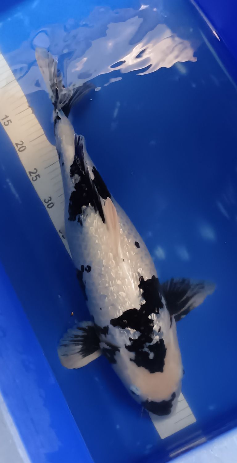 Breeder - Oofuchi. Gin Rin Shiro Utsuri. Female. 53 - 54cm.SALE PRICE