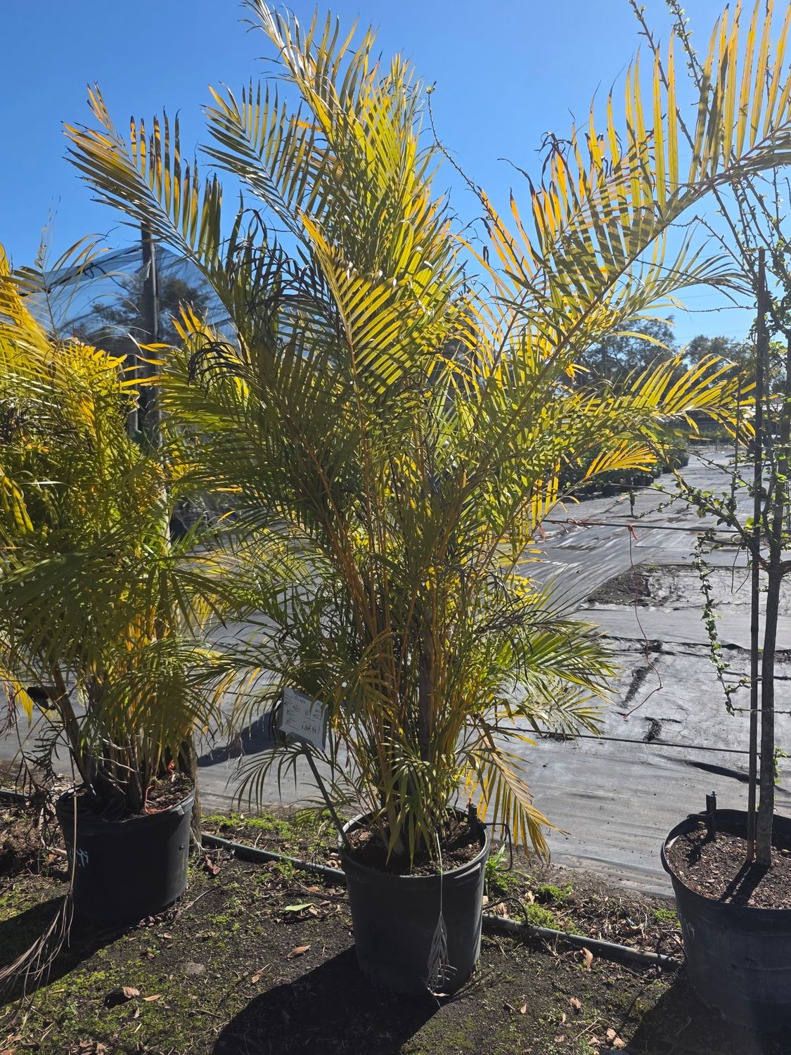 Areca Palm Tree (Dypsis lutescens)